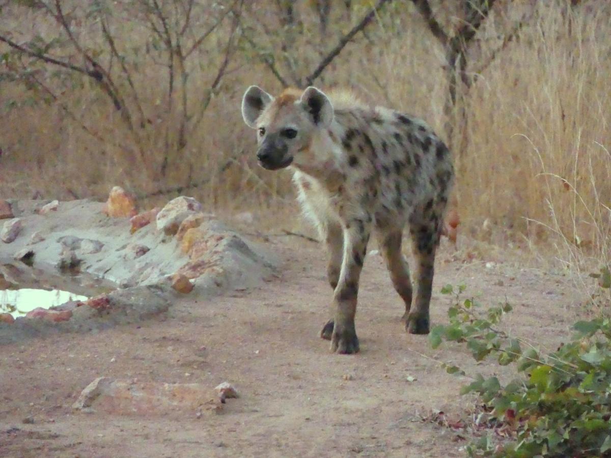 Bushvilla Umoja Kruger Phalaborwa Exteriör bild