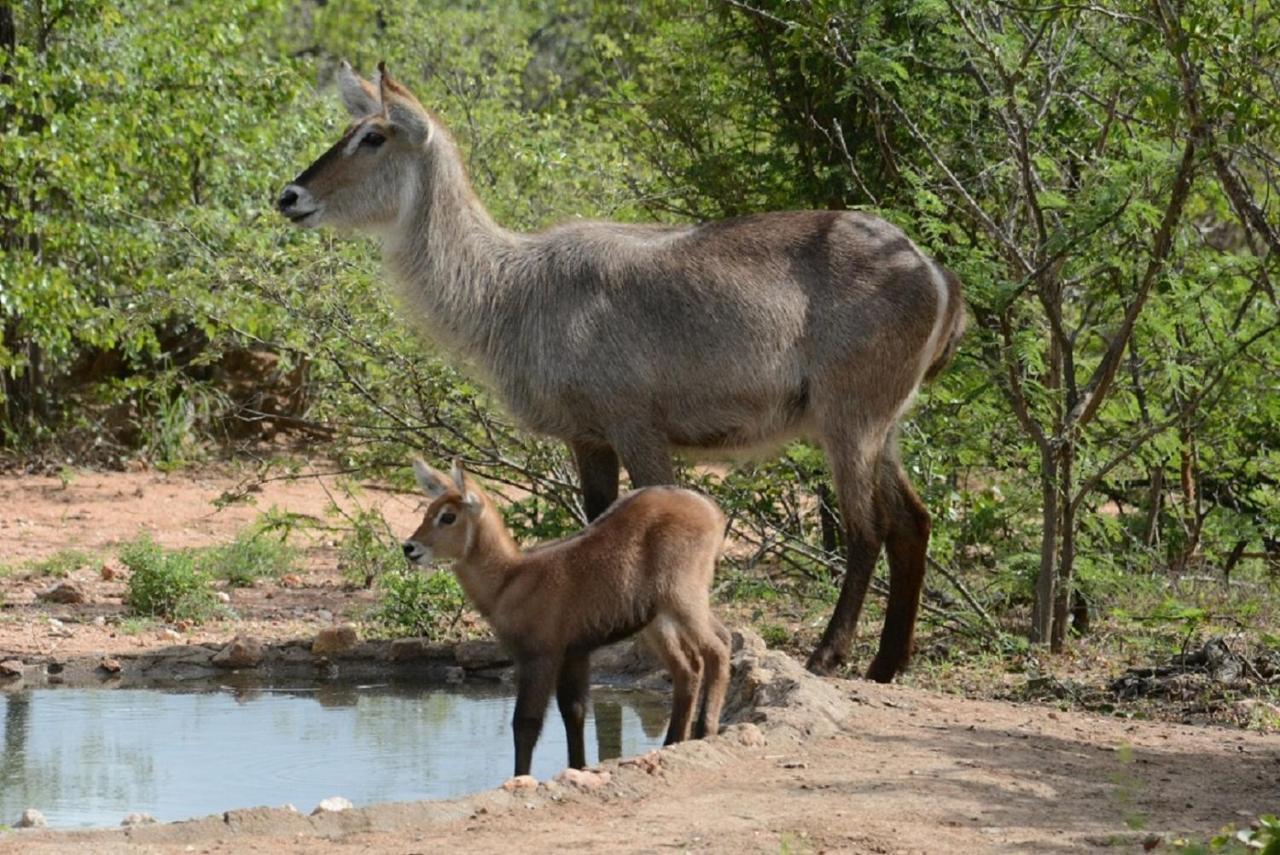 Bushvilla Umoja Kruger Phalaborwa Exteriör bild