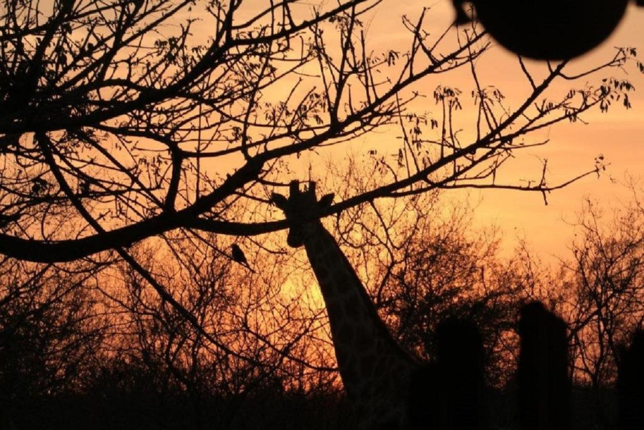 Bushvilla Umoja Kruger Phalaborwa Exteriör bild