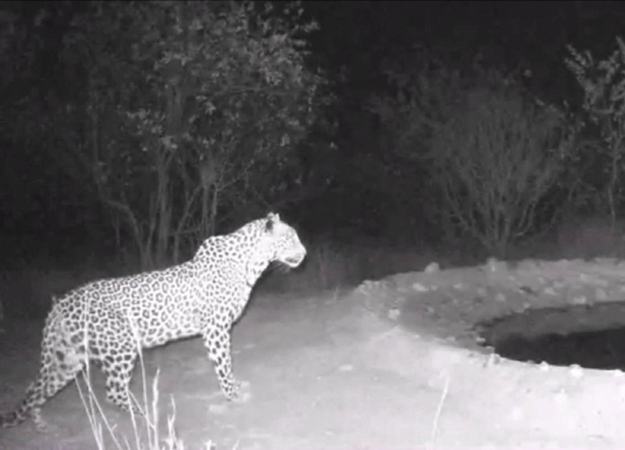 Bushvilla Umoja Kruger Phalaborwa Exteriör bild
