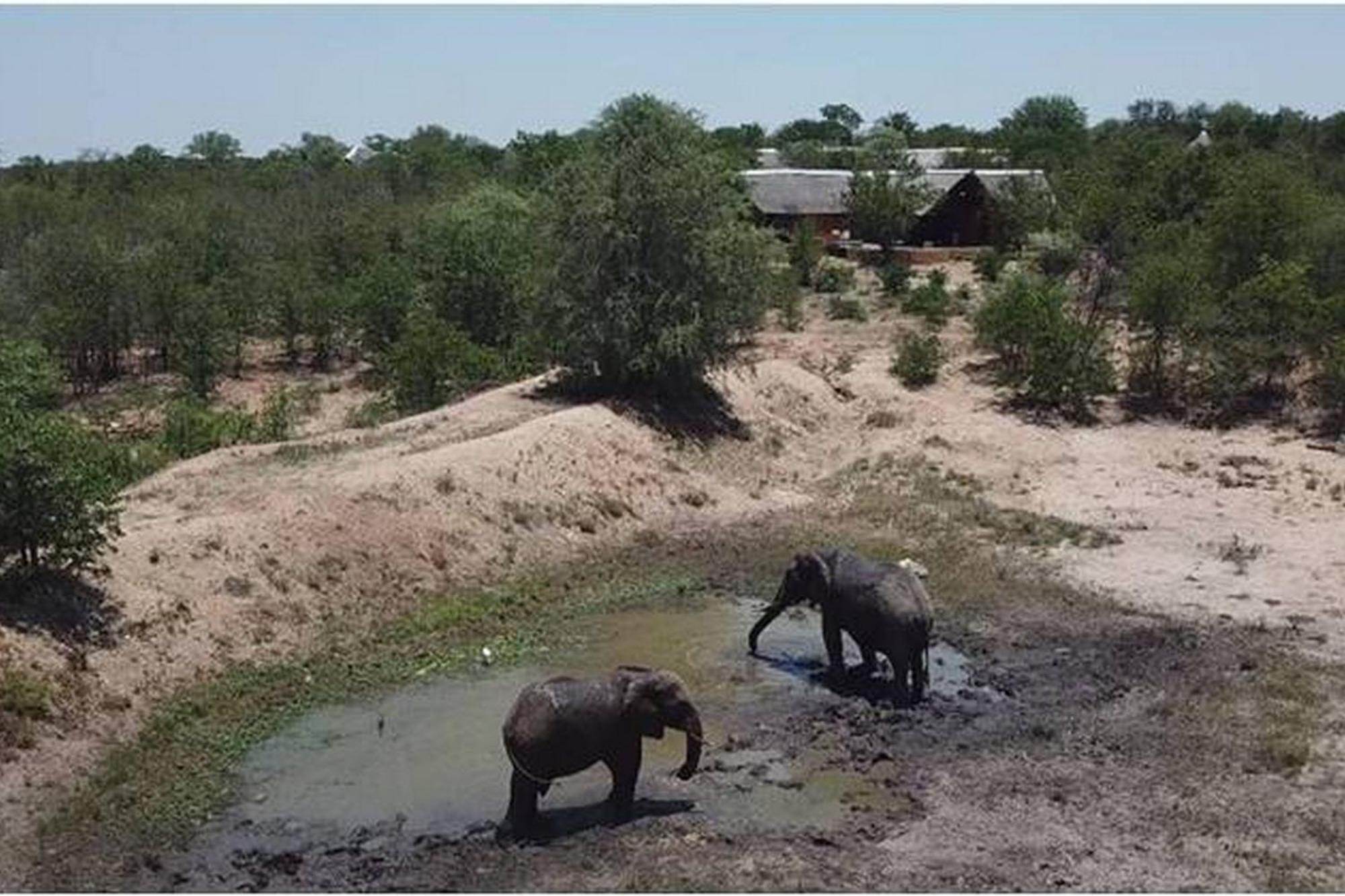 Bushvilla Umoja Kruger Phalaborwa Exteriör bild