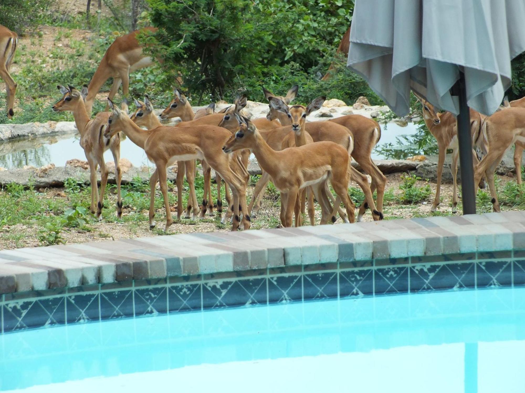 Bushvilla Umoja Kruger Phalaborwa Exteriör bild