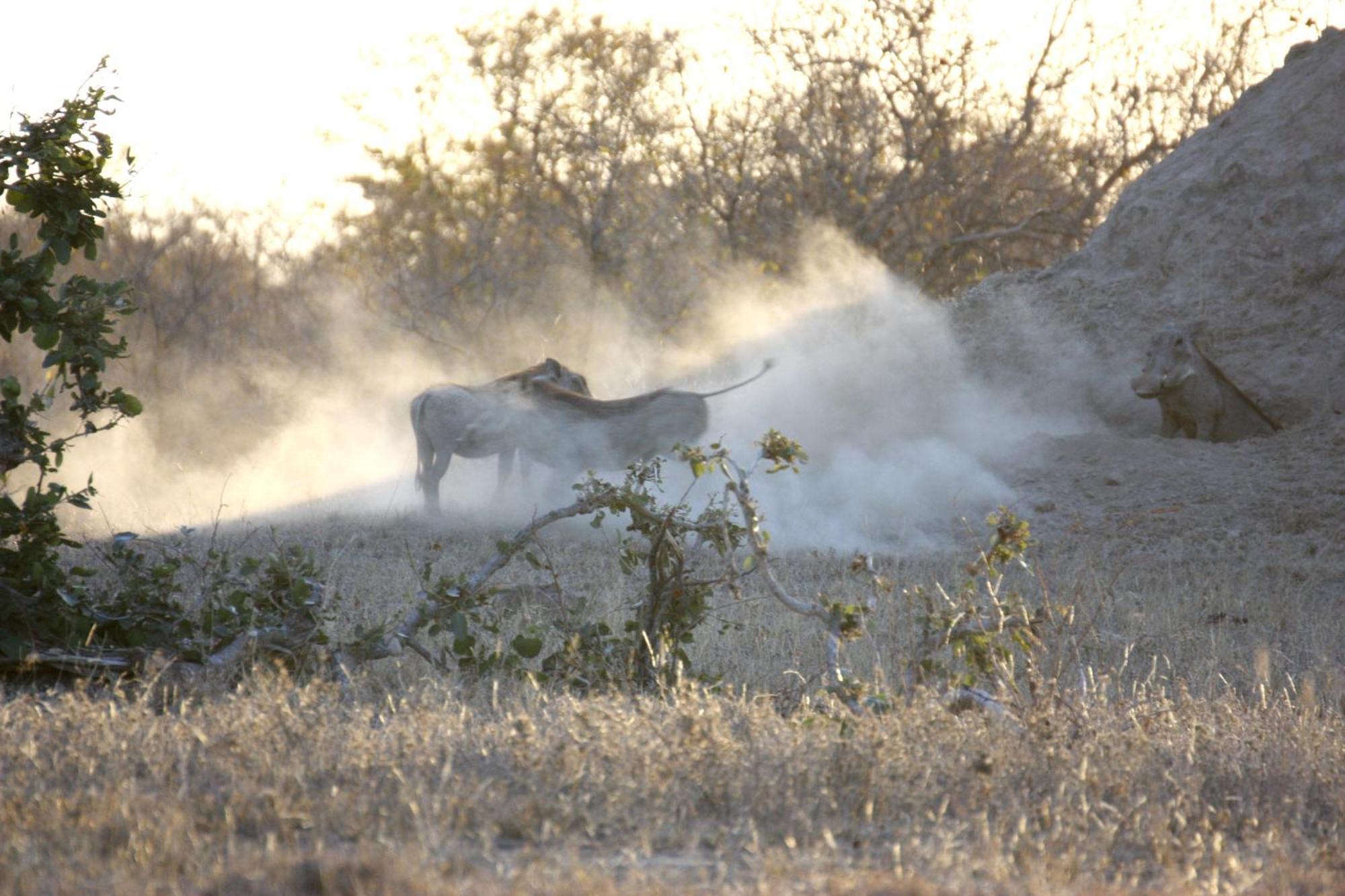 Bushvilla Umoja Kruger Phalaborwa Exteriör bild