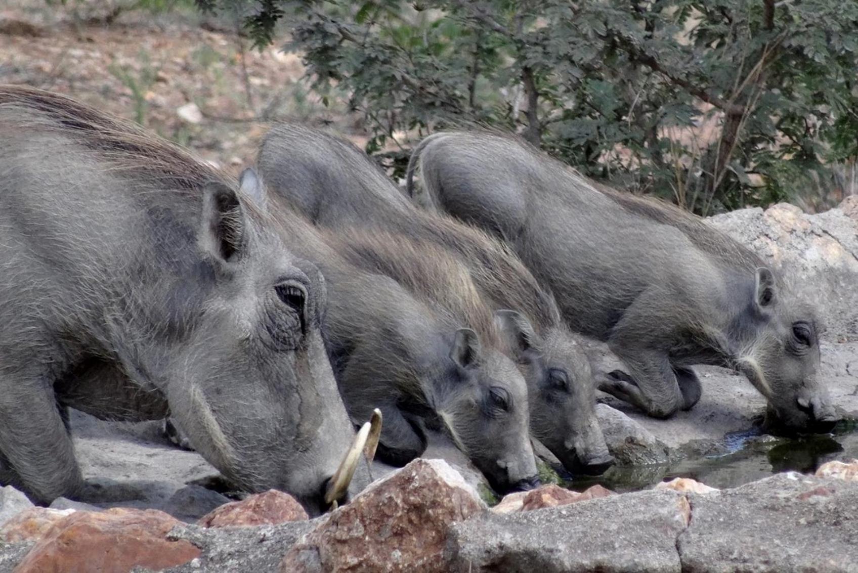 Bushvilla Umoja Kruger Phalaborwa Exteriör bild